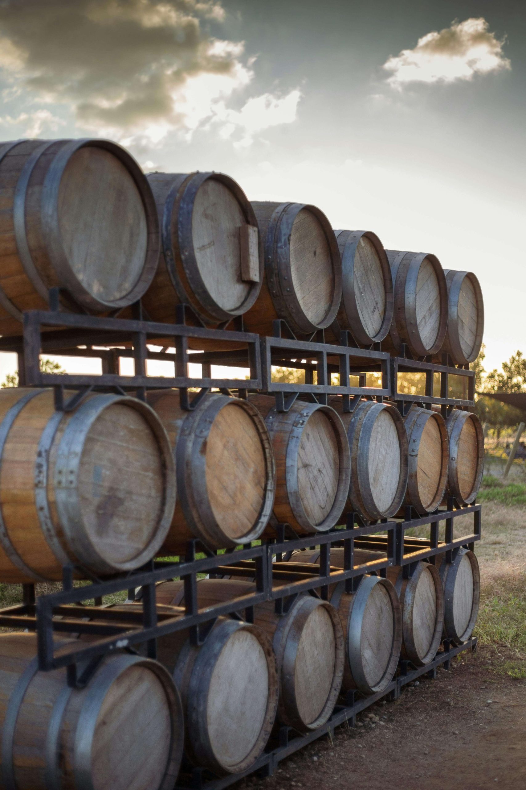 harvesting wine tasting in abruzzo
