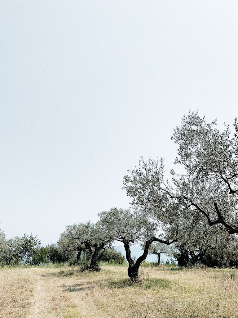 Tranquil olive tree landscape in Vasto, Abruzzo, Italy, showcasing rural charm.
