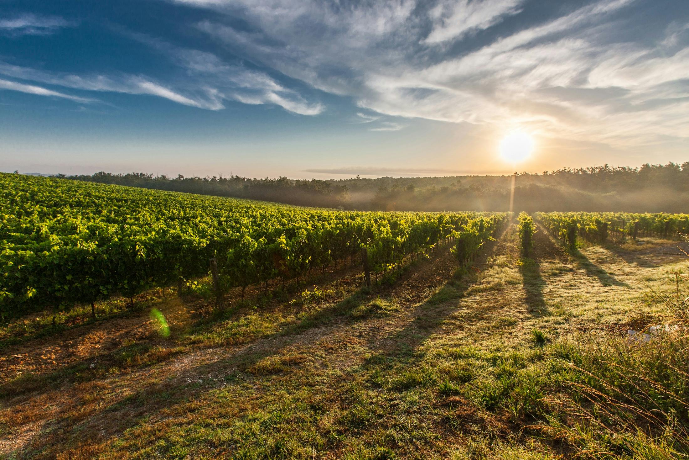 vineyard wine tasting in abruzzo