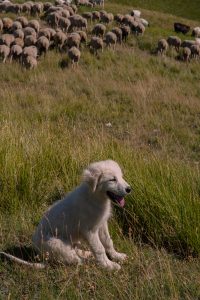 maremmano puppy abruzzo dog
