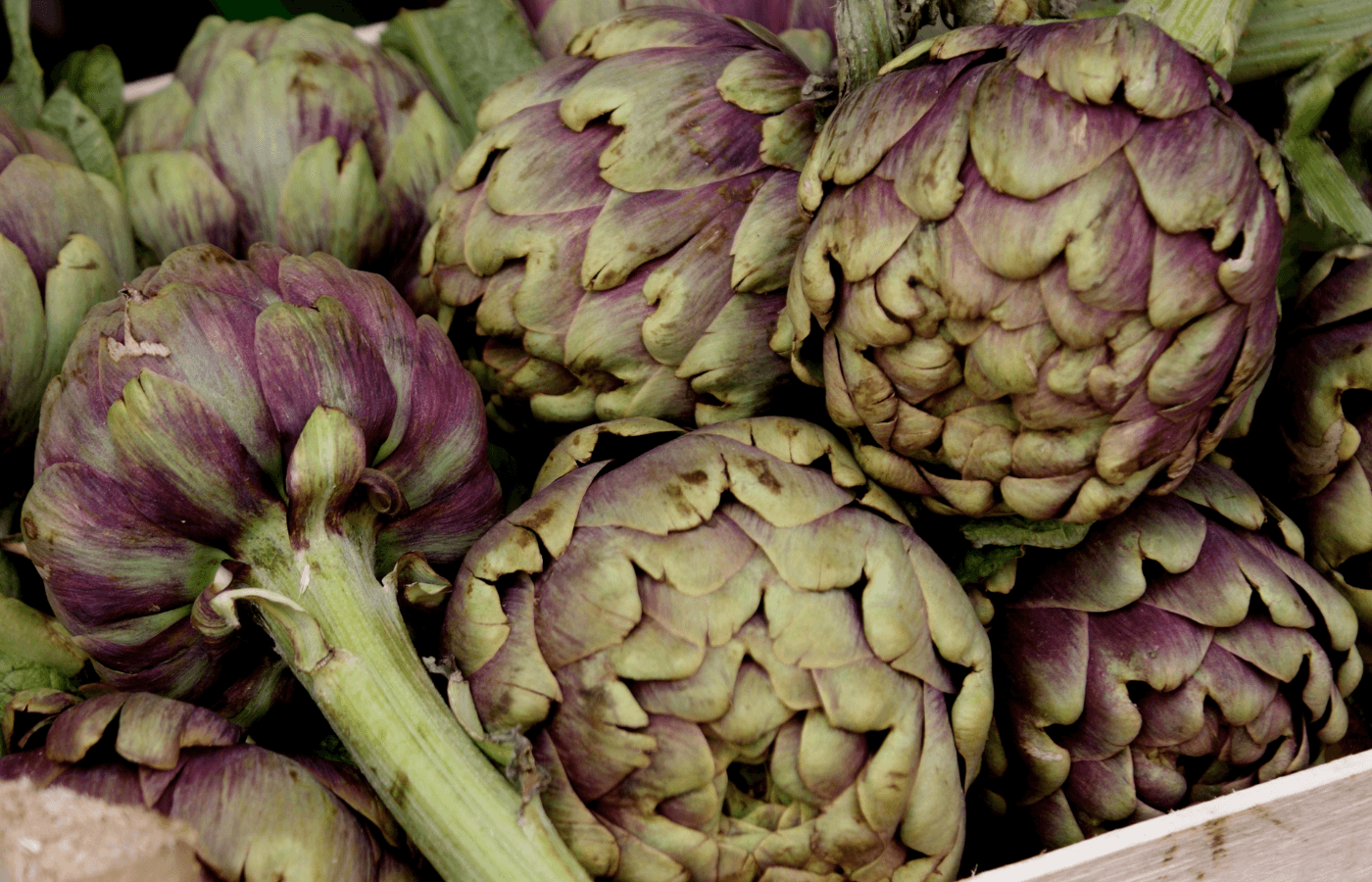 cupello artichoke festival abruzzo